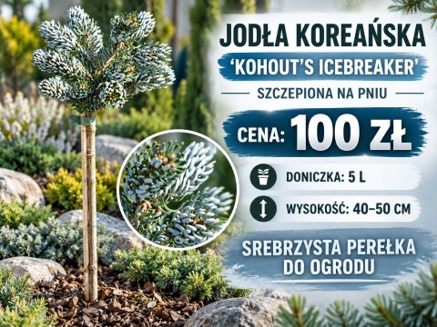 Jodła koreańska ‘Kohout’s Icebreaker’ szczepiona na pniu
