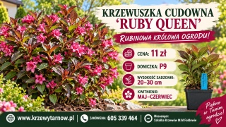 Krzewuszka cudowna ‘Ruby Queen’ – Weigela florida ‘Ruby Queen’