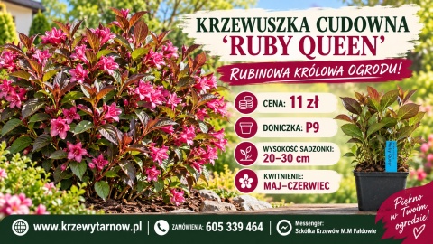 Krzewuszka cudowna ‘Ruby Queen’ – Weigela florida ‘Ruby Queen’