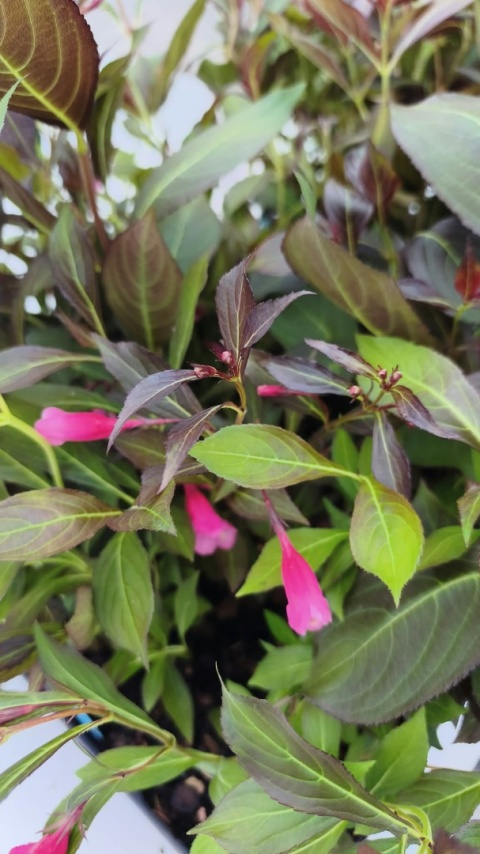 Krzewuszka cudowna ‘Ruby Queen’ – Weigela florida ‘Ruby Queen’