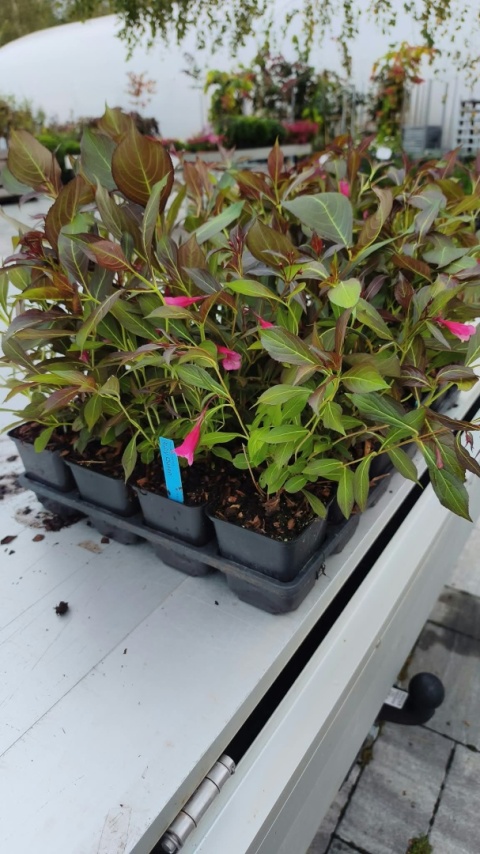 Krzewuszka cudowna ‘Ruby Queen’ – Weigela florida ‘Ruby Queen’