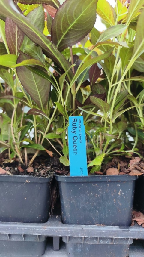 Krzewuszka cudowna ‘Ruby Queen’ – Weigela florida ‘Ruby Queen’