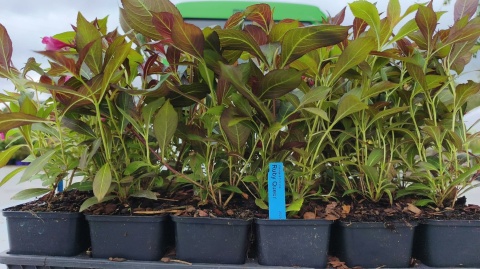 Krzewuszka cudowna ‘Ruby Queen’ – Weigela florida ‘Ruby Queen’
