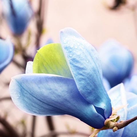 Magnolia ‘Blue Opal’ – szczepiona