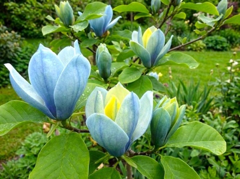 Magnolia ‘Blue Opal’ – szczepiona
