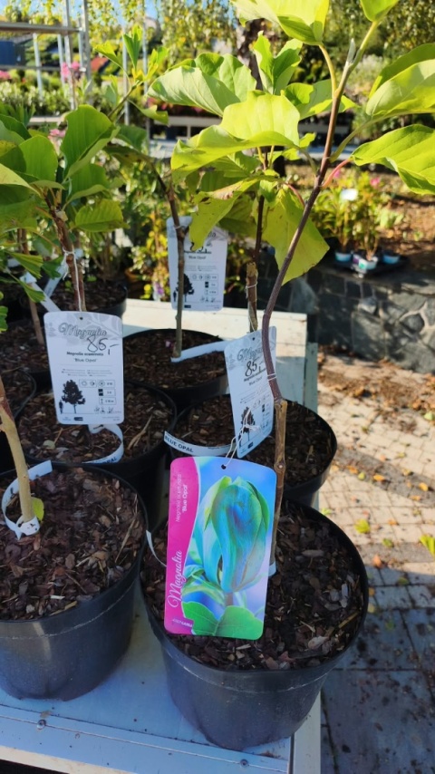 Magnolia ‘Blue Opal’ – szczepiona