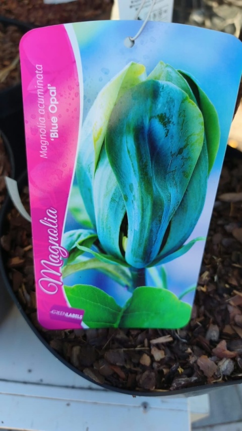 Magnolia ‘Blue Opal’ – szczepiona