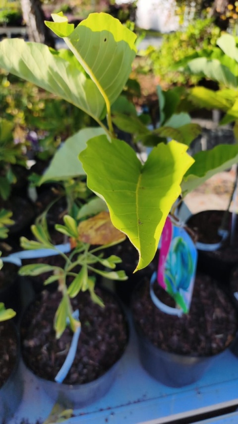 Magnolia ‘Blue Opal’ – szczepiona