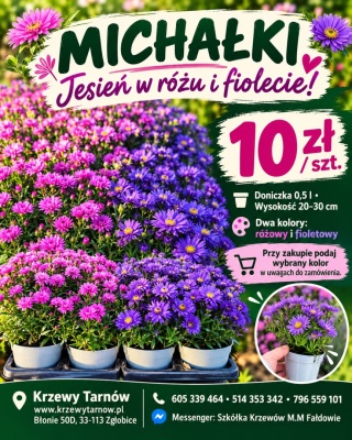 Michałek - aster jesienny, różowy lub fioletowy