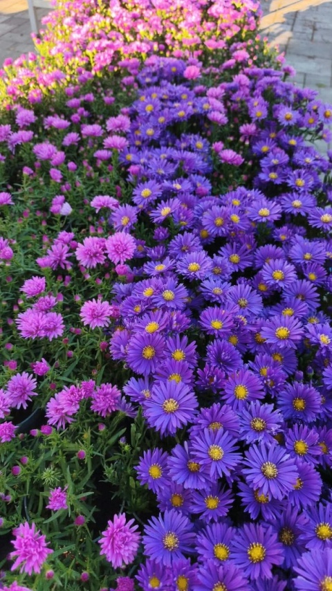 Michałek - aster jesienny, różowy lub fioletowy