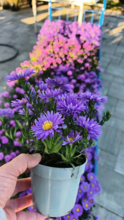Michałek - aster jesienny, różowy lub fioletowy