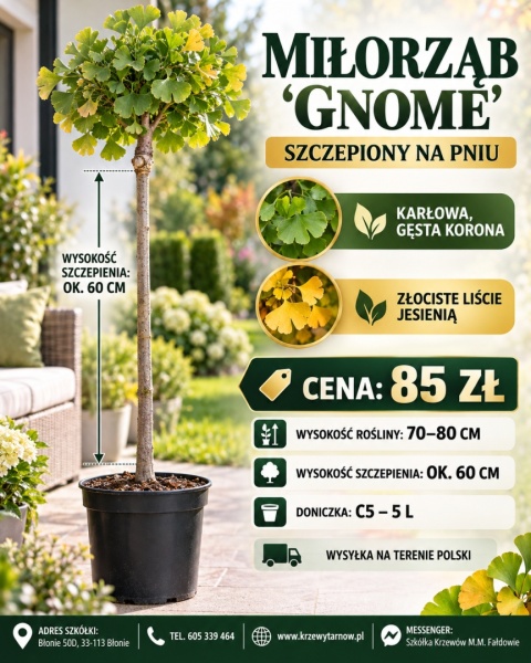 Miłorząb ‘Gnome’ szczepiony