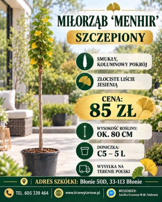 Miłorząb ‘Menhir’ szczepiony