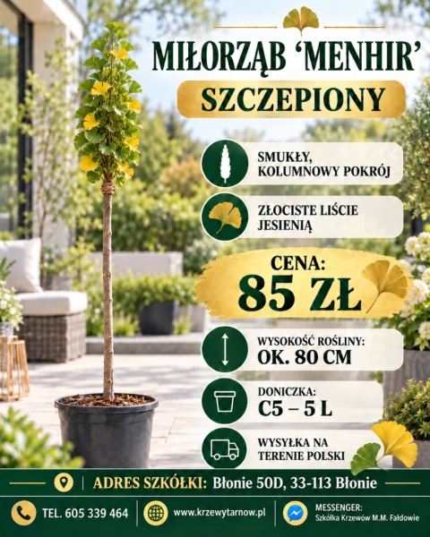 Miłorząb ‘Menhir’ szczepiony