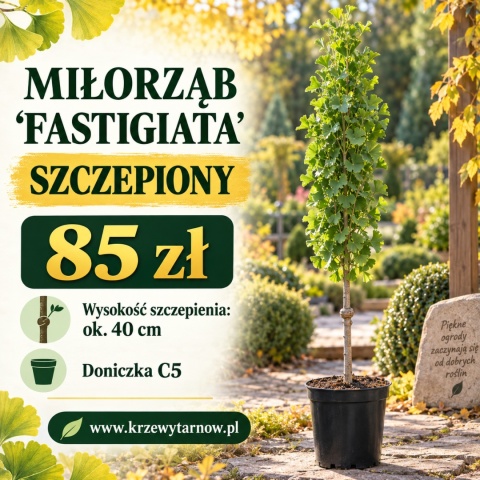 Miłorząb dwuklapowy ‘Fastigiata’ – szczepiony