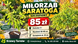 Miłorząb dwuklapowy 'Saratoga' szczepiony