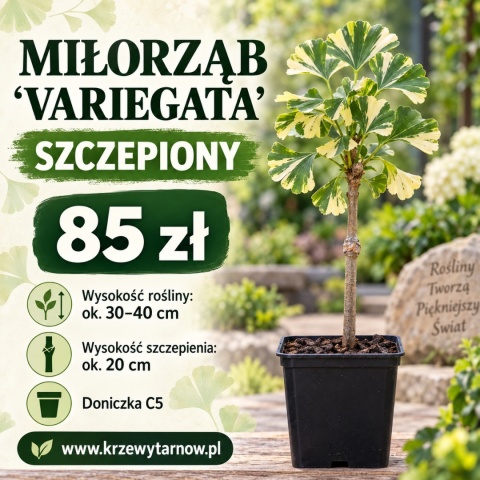 Miłorząb dwuklapowy ‘Variegata’ – szczepiony