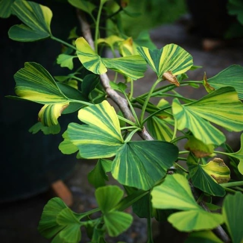 Miłorząb dwuklapowy ‘Variegata’ – szczepiony