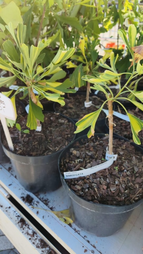 Miłorząb dwuklapowy ‘Variegata’ – szczepiony