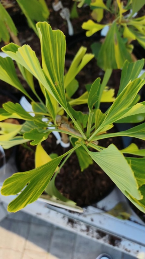 Miłorząb dwuklapowy ‘Variegata’ – szczepiony