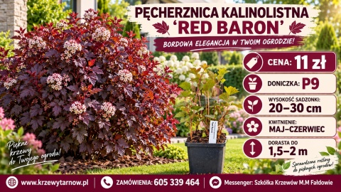 Pęcherznica kalinolistna ‘Red Baron’ – Physocarpus opulifolius ‘Red Baron’