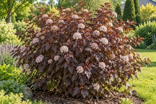 Pęcherznica kalinolistna ‘Red Baron’ – Physocarpus opulifolius ‘Red Baron’