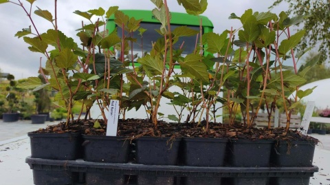 Pęcherznica kalinolistna ‘Red Baron’ – Physocarpus opulifolius ‘Red Baron’