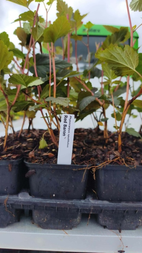 Pęcherznica kalinolistna ‘Red Baron’ – Physocarpus opulifolius ‘Red Baron’