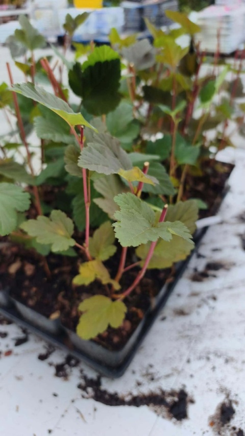 Pęcherznica kalinolistna ‘Red Baron’ – Physocarpus opulifolius ‘Red Baron’