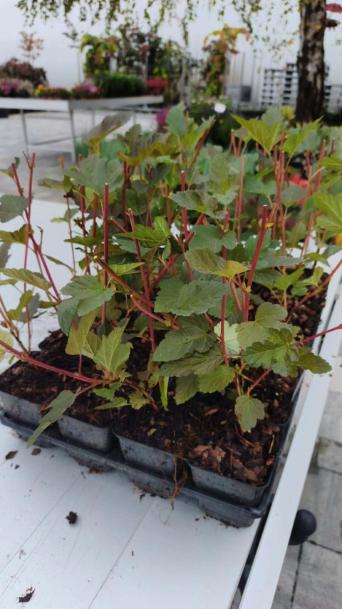 Pęcherznica kalinolistna ‘Red Baron’ – Physocarpus opulifolius ‘Red Baron’
