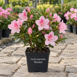 Azalia japońska ‘Kirstin’