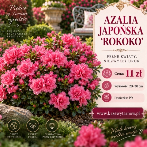 Azalia japońska ‘Rokoko’