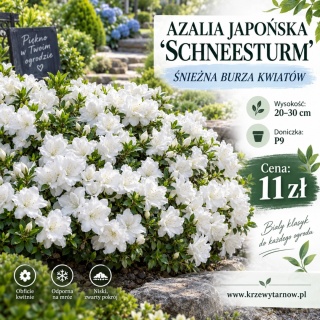 Azalia japońska ‘Schneesturm’