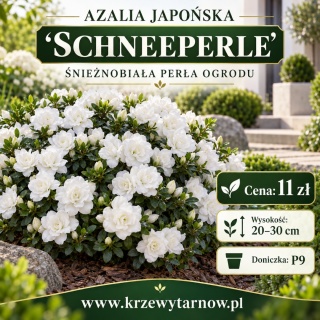 Azalia japońska ‘Schneeperle’