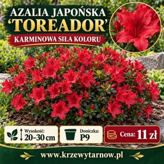 Azalia japońska ‘Toreador’