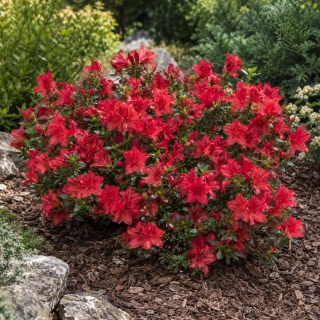 Azalia japońska ‘Toreador’