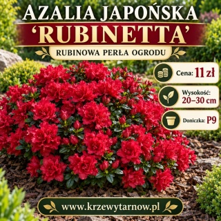 Azalia japońska ‘Rubinetta’