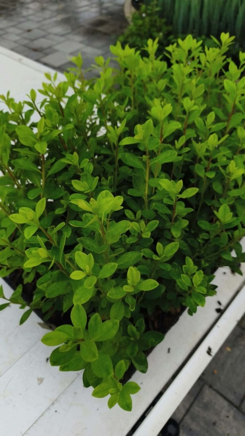 Azalia japońska ‘Rubinetta’