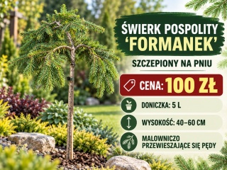 Świerk pospolity ‘Formanek’ szczepiony na pniu