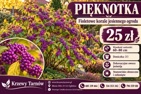Pięknotka Bodiniera 'Profusion'
