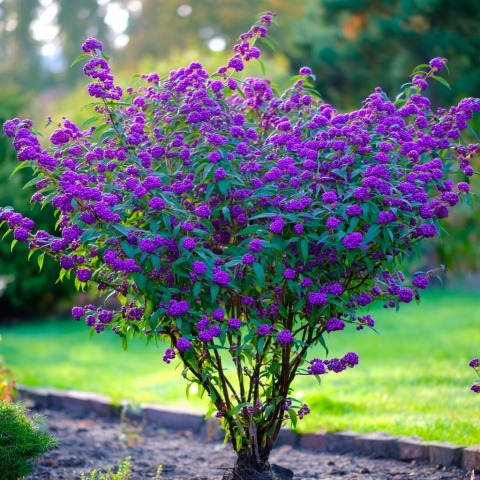 Pięknotka Bodiniera 'Profusion'