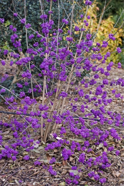 Pięknotka Bodiniera 'Profusion'