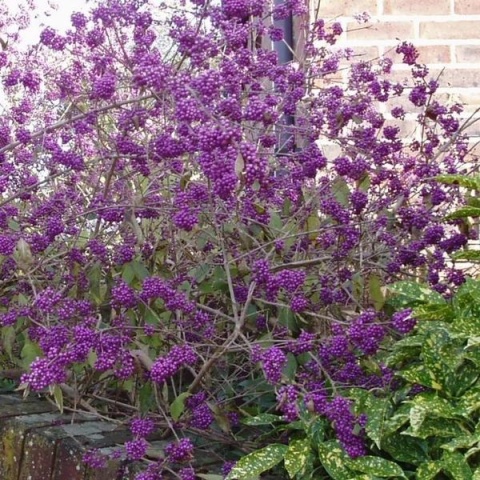 Pięknotka Bodiniera 'Profusion'