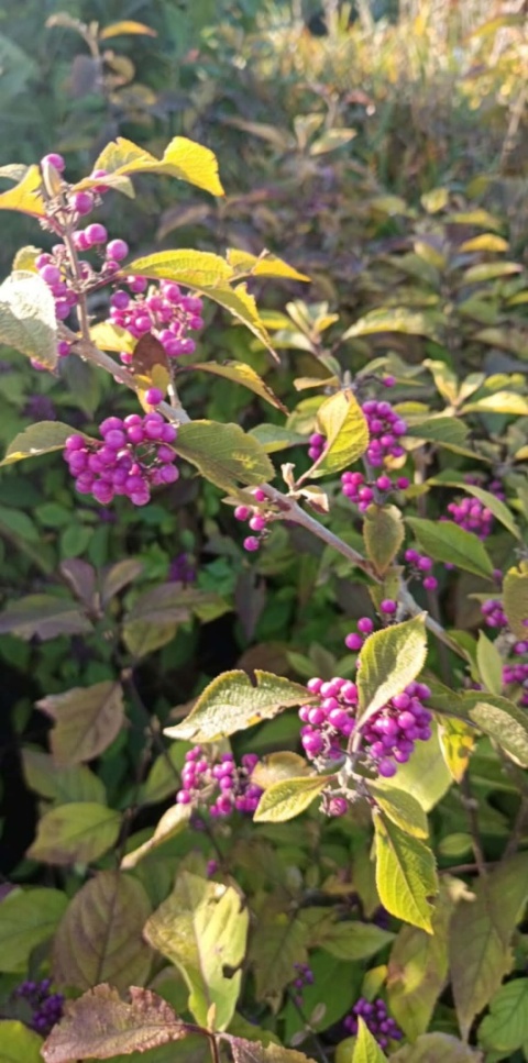 Pięknotka Bodiniera 'Profusion'
