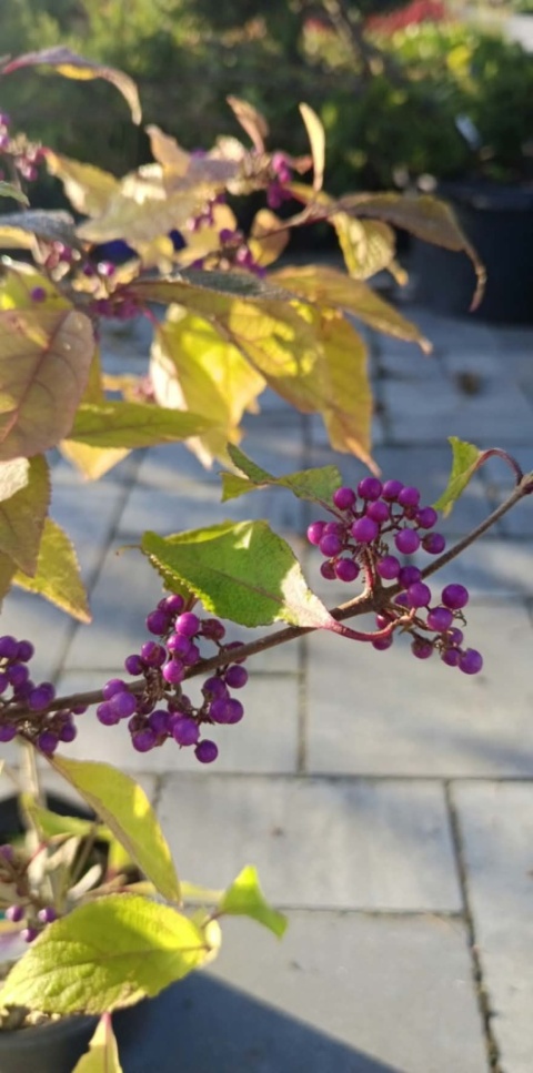 Pięknotka Bodiniera 'Profusion'