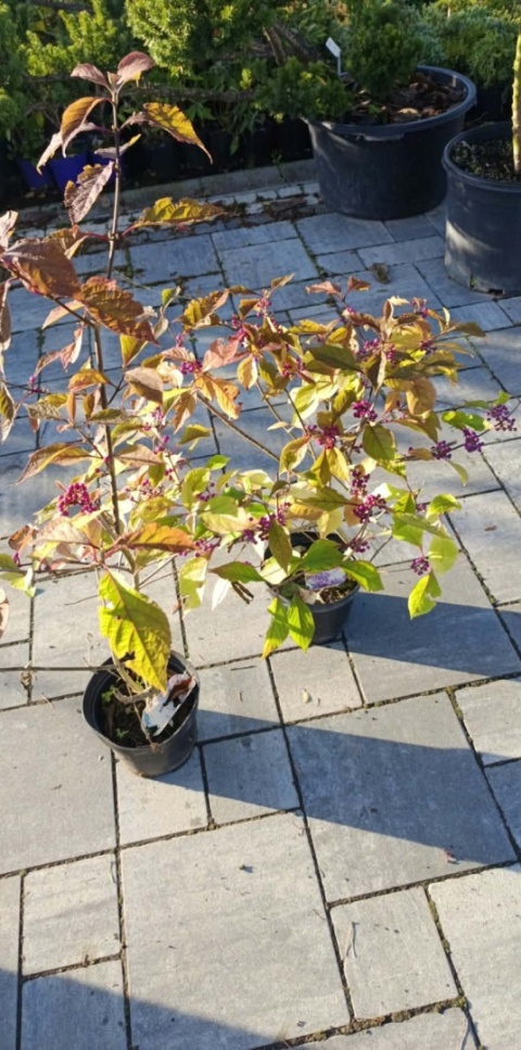 Pięknotka Bodiniera 'Profusion'