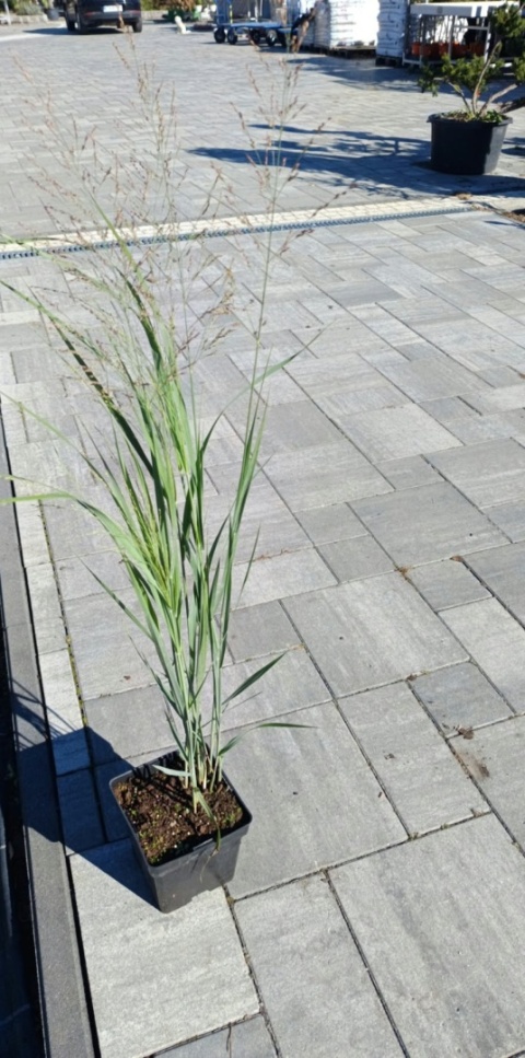 Proso rózgowate 'Northwind'