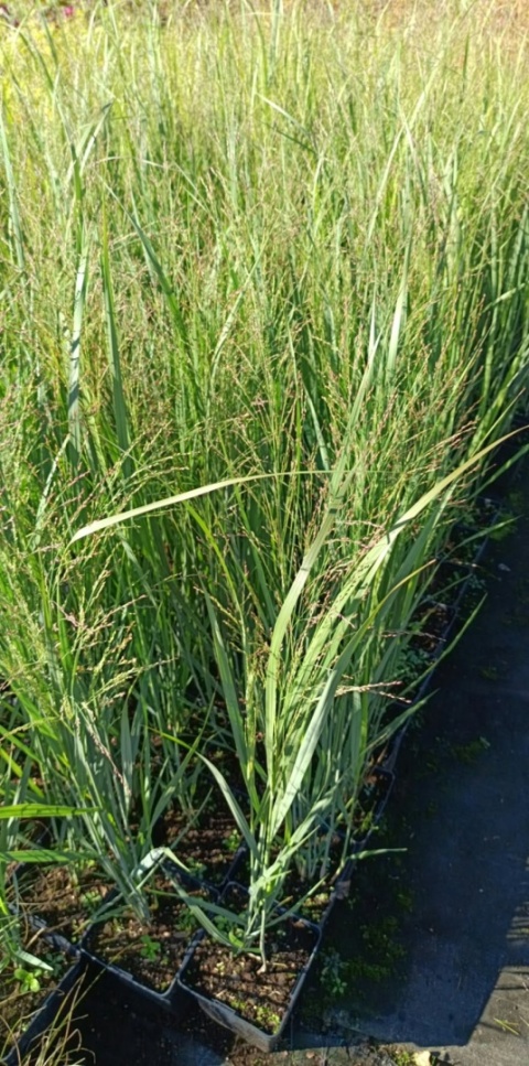 Proso rózgowate 'Northwind'