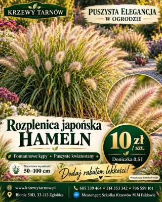 Rozplenica Hameln