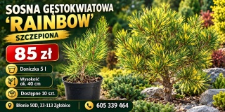 Sosna gęstokwiatowa ‘Rainbow’ – szczepiona
